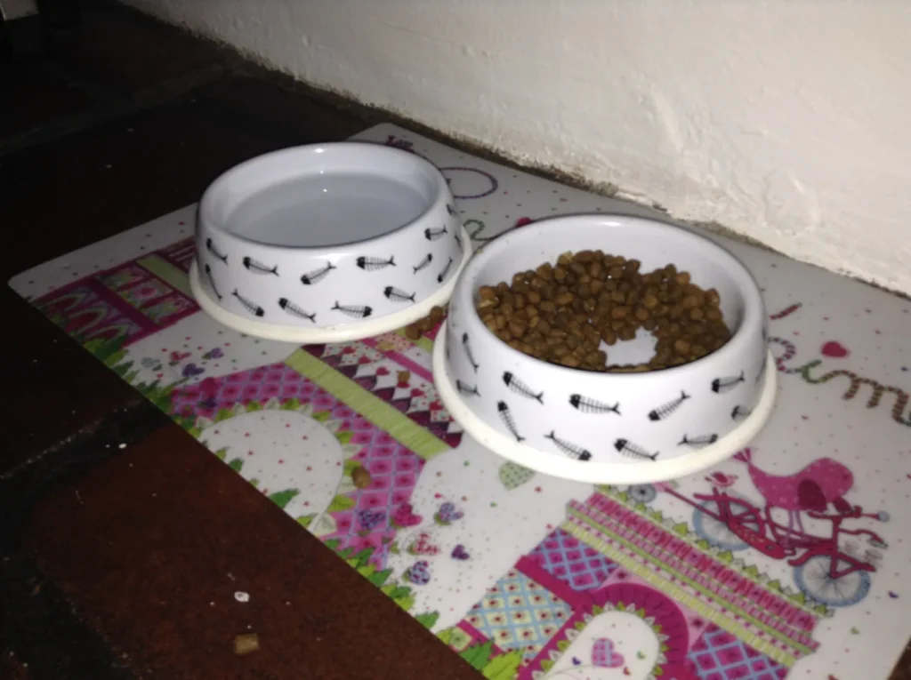 Dry cat food and fresh water in two separate white bowls
