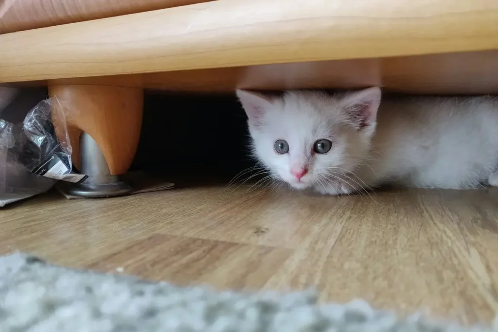 White kitten watching from beneath a low piece of furniture