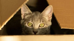 A gray tabby cat peeking over the edge of a cardboard box.