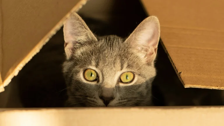 Explore Cat Fun & Tips cat content