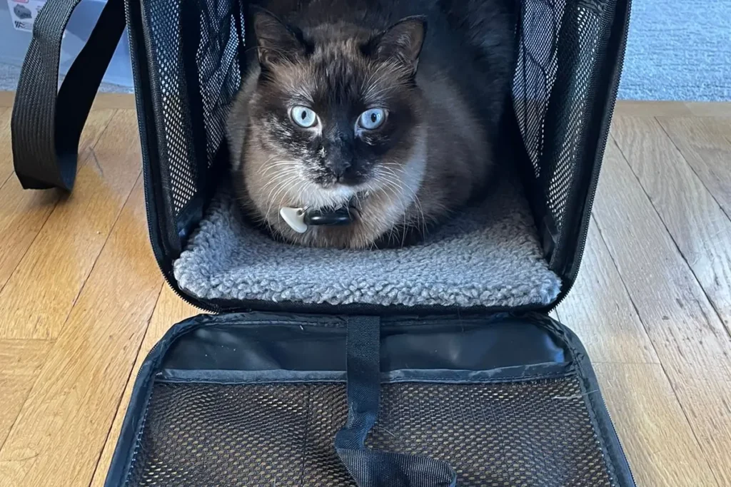Blue-eyed cat sitting on bedding inside an open soft-sided carrier