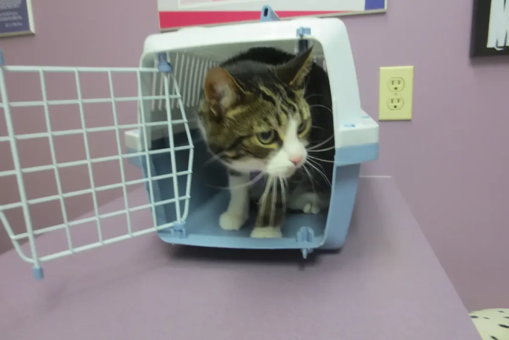 Tabby-and-white cat stepping out of an open carrier on a veterinary exam table