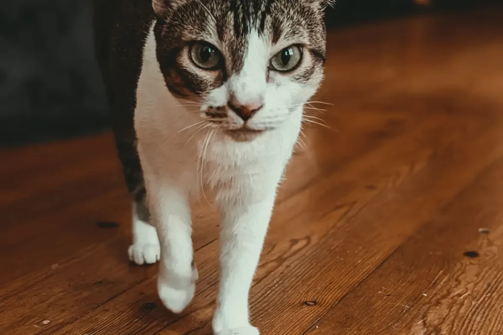 Black-and-white cat walking across a wooden floor with small granules nearby