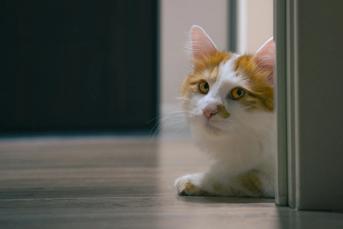 An orange-and-white cat looking around the edge of an indoor doorway.