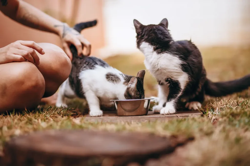 Cat owner supervising cats eating from a food bowl
