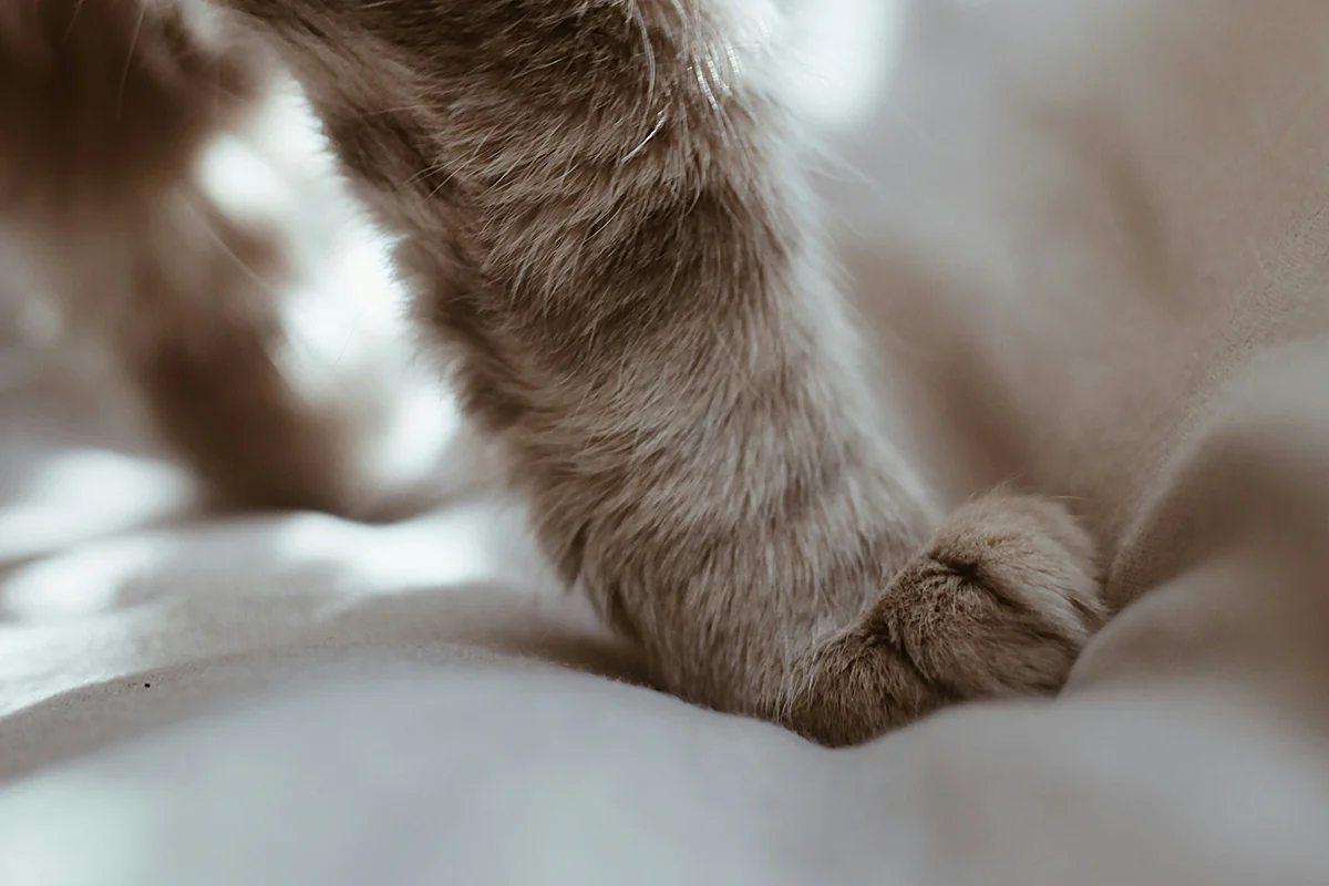 Close-up of a tabby cat's front legs and paws on a white bedspread.