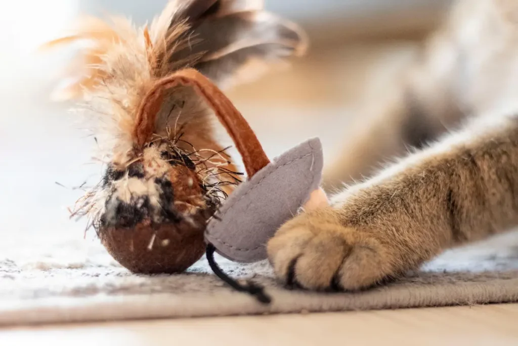 Tabby cat holding a feathered toy with one paw
