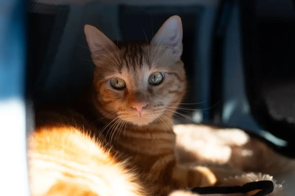 Orange tabby cat resting calmly inside a sunlit pet carrier
