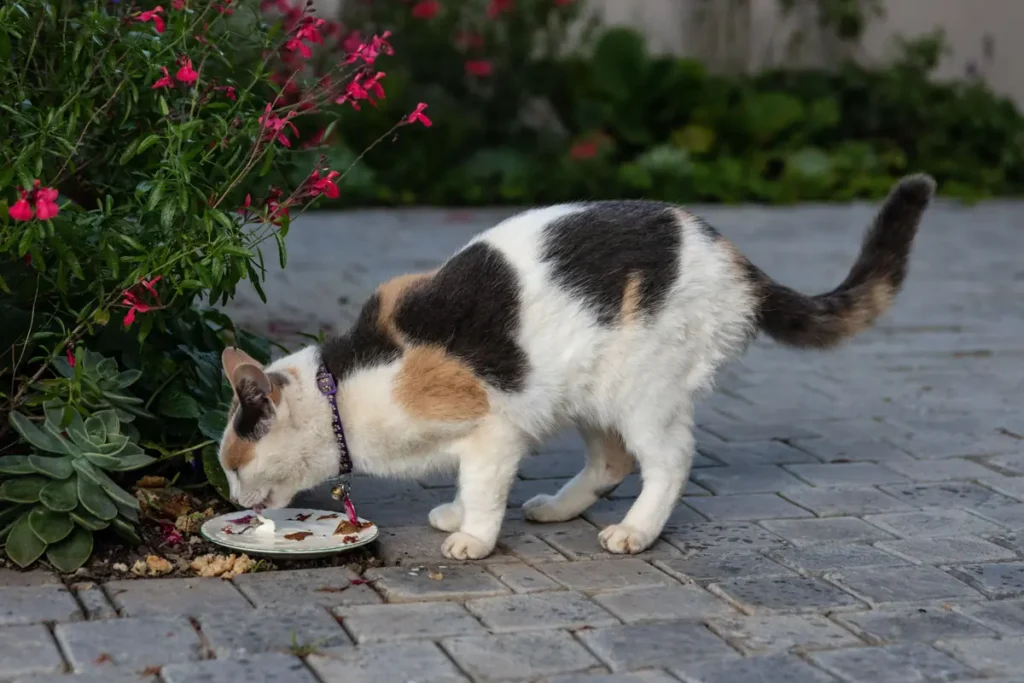 Calico cat eating from a small dish beside garden flowers