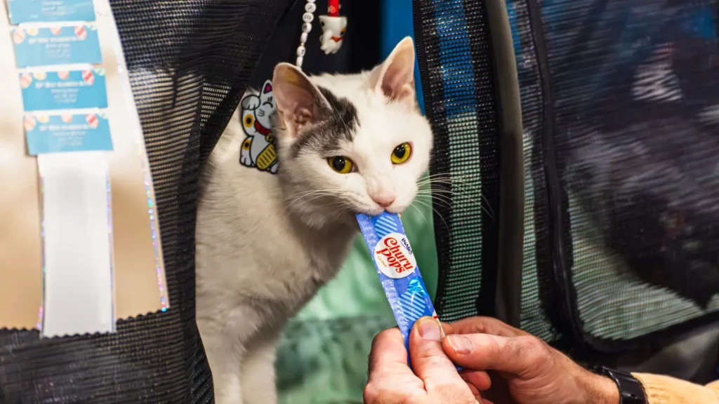 White and gray cat accepting a treat inside a soft carrier