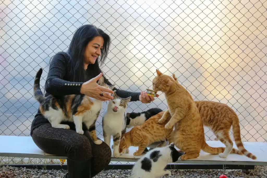 Woman offering canned food to several cats outdoors