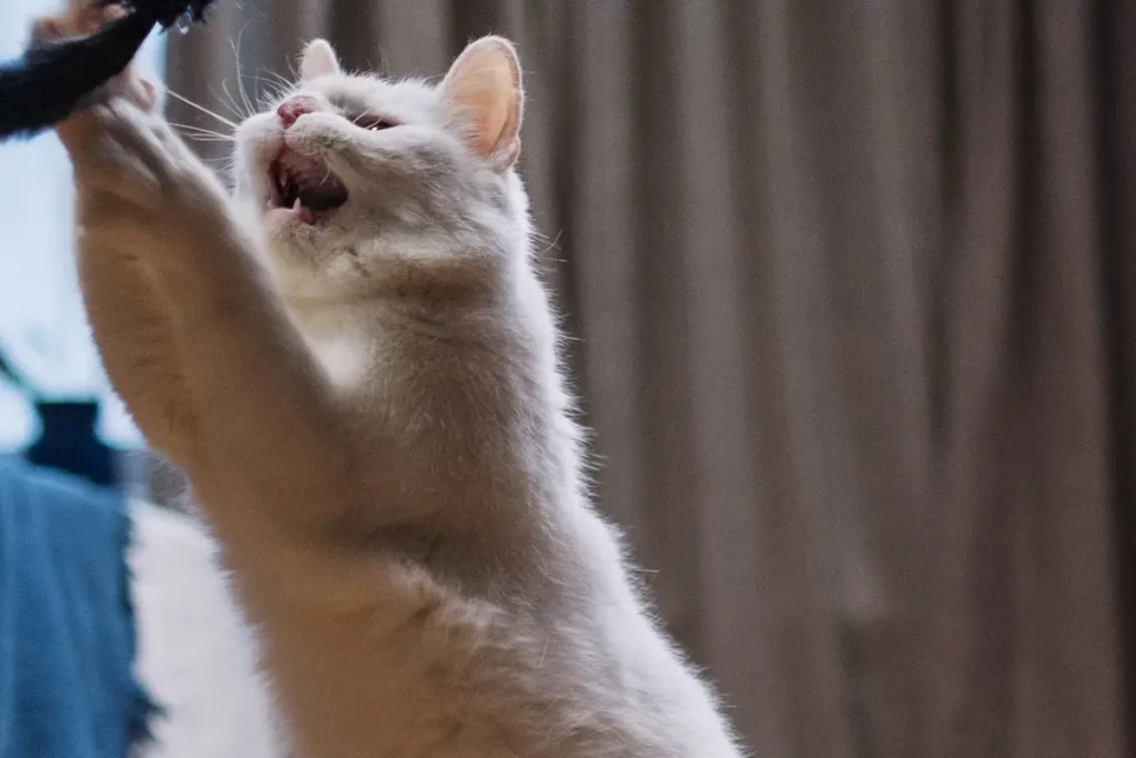 White cat reaching up during an interactive indoor play session