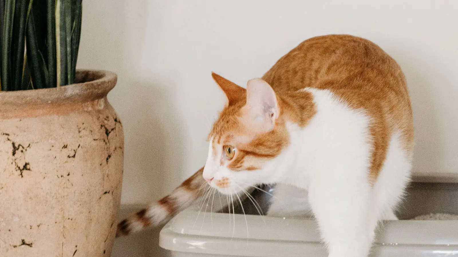Orange-and-white cat stepping out of an open litter box