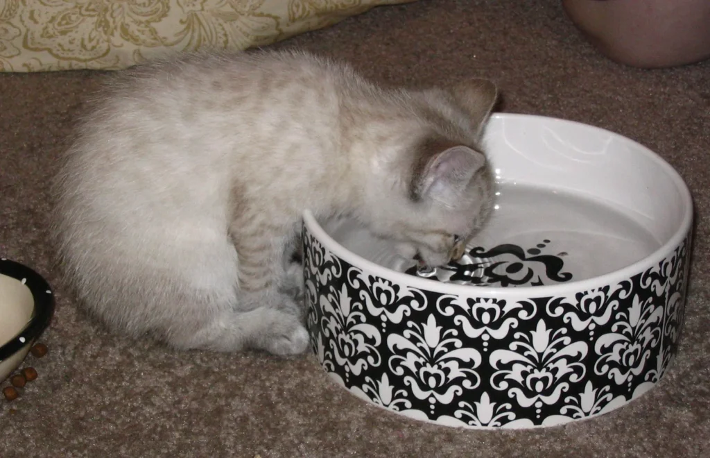 Tan kitten drinking water from a large patterned bowl
