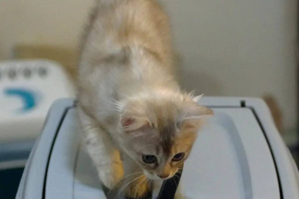 Small kitten exploring the top of a hard plastic cat carrier