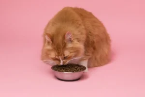 Orange cat eating from a bowl during a measured meal