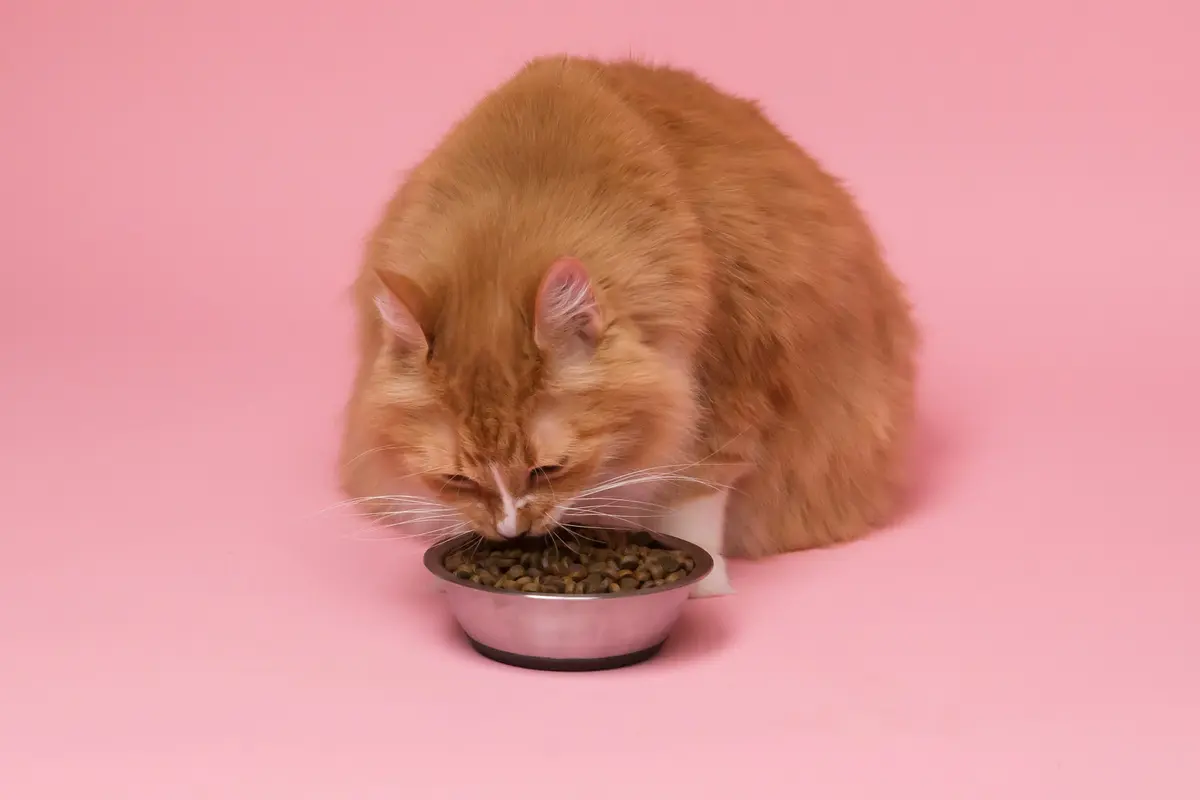 Orange cat eating from a bowl during a measured meal