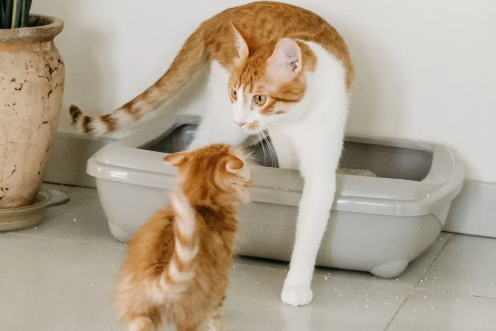 Adult orange-and-white cat and kitten beside an open litter box