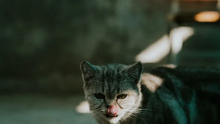 Explore Cat Food cat content