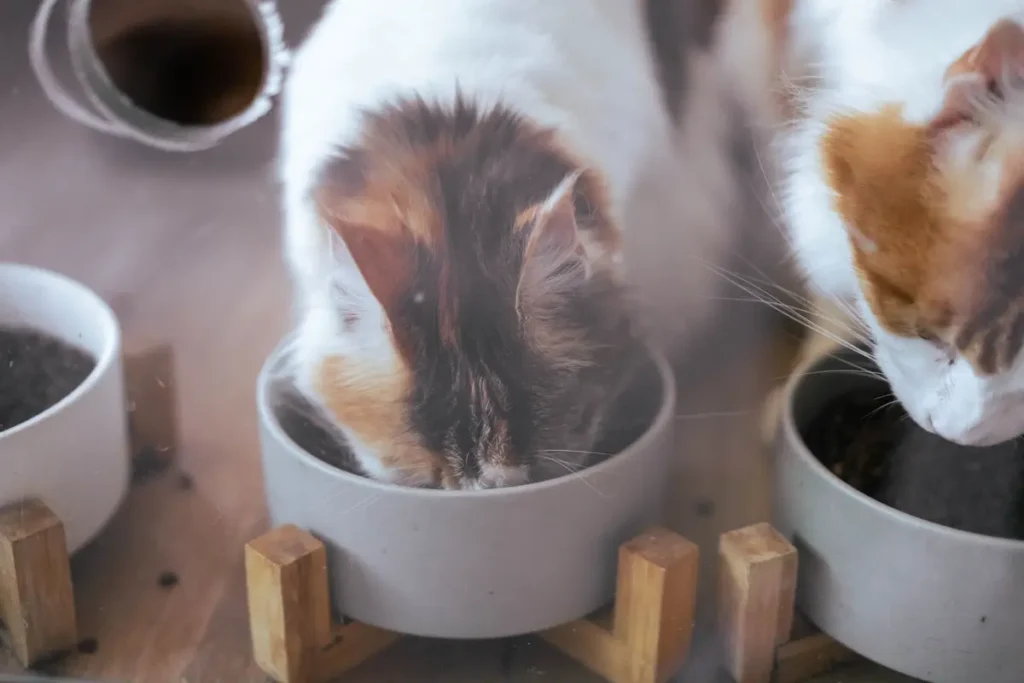 Two cats eating at separate indoor feeding stations