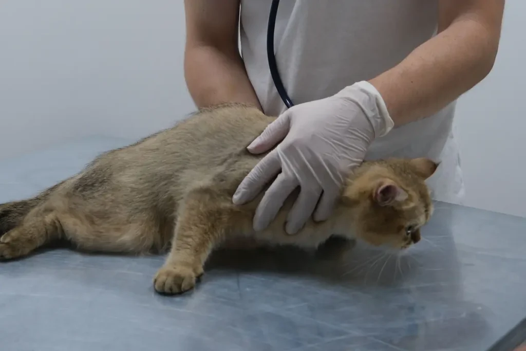 Veterinarian examining a brown cat with a stethoscope
