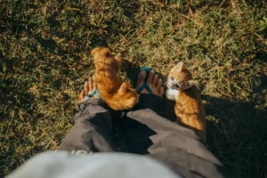 Why does my cat attack my feet? Two playful kittens beside sandals