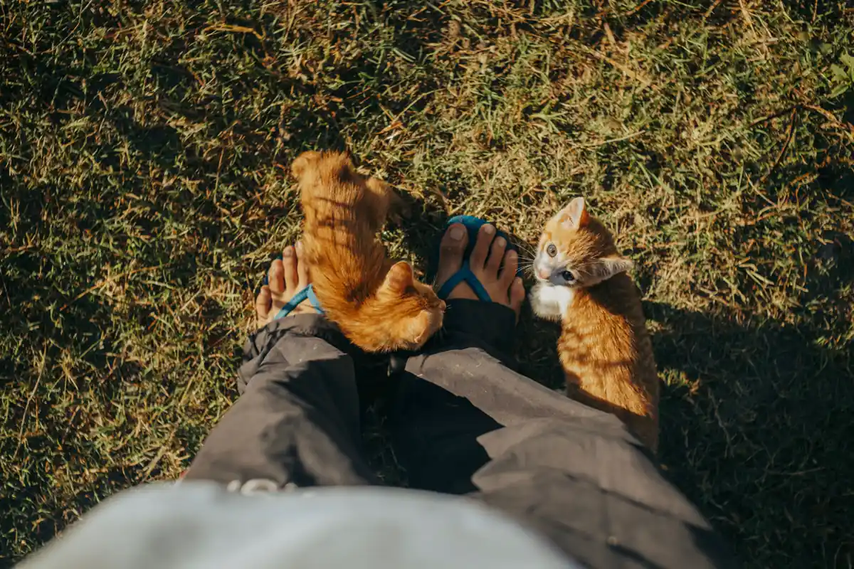 Why does my cat attack my feet? Two playful kittens beside sandals