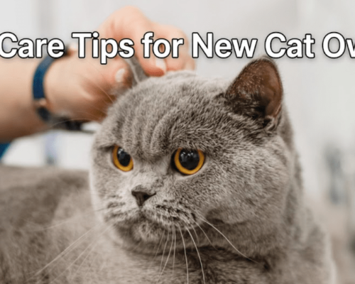 Cat care tips for new cat owners featured image with a grey cat.